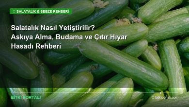 salatalik nasil yetistirilir rehberi