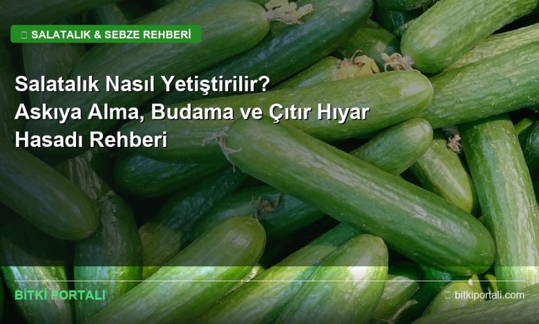 Salatalık Nasıl Yetiştirilir? Askıya Alma, Budama ve Çıtır Hıyar Hasadı Rehberi salatalik nasil yetistirilir rehberi