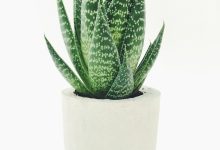 Zeze Çiçeği (Zamioculcas Zamiifolia) Bakımı: Ölümsüz Salon Bitkisinin Sırları zeze cicegi kapak